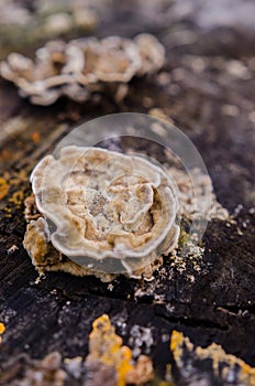 Velvet fungus on a stump photo