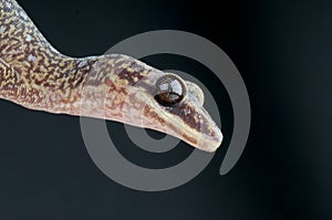 Velvet gecko