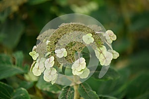 Velvet hydrangea, Hydrangea sargentiana, close-up inflorescence