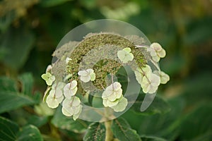 Velvet hydrangea, Hydrangea sargentiana, close-up inflorescence photo