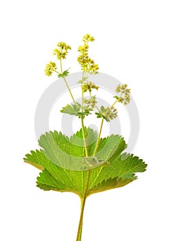 Velvet ladys mantle (Alchemilla monticola)