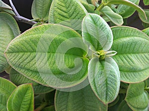 Velvet-leaf Tibouchina