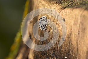 Velvet like black and white beetle