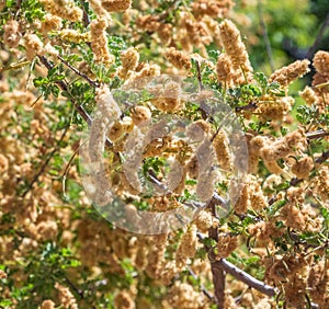 Velvet Mesquite In Bloom