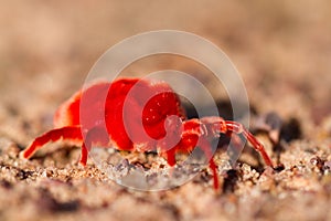 Velvet mite