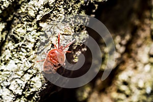 Velvet Mite