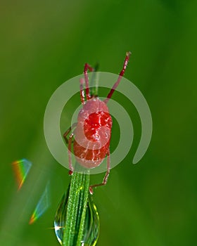 Velvet mite, Acari Trombidium holosericeum