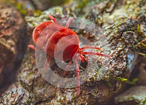 Velvet Mite - Trombidium holosericeum walking on a tree photo