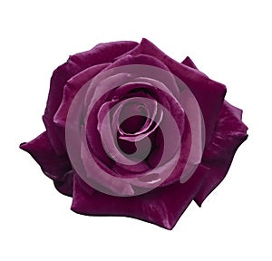 Velvet pink rose on a white isolated background with clipping path. no shadows. Closeup. For design, texture, borders, frame, bac