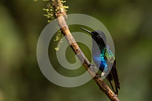 Velvet purple coronet