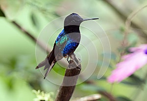 Velvet-purple Coronet (Boissonneaua jardini)