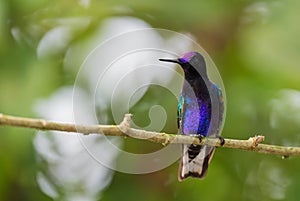 Velvet-purple Coronet - Boissonneaua jardini photo