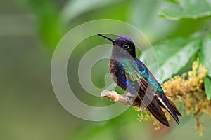 Velvet-purple Coronet - Boissonneaua jardini photo