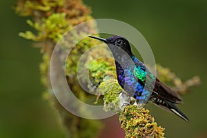 Velvet-purple Coronet, Boissonneaua jardini, dark blue and black hummingbird sitting on green lichen branch in the tropical forest photo