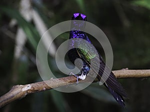 Velvet-purple coronet Boissonneaua jardini posing on a Branch photo