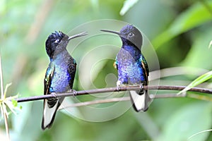 Velvet-purple Coronet Hummingbird photo