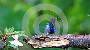 Velvet Purple Coronet hummingbird