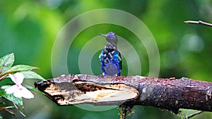 Velvet Purple Coronet hummingbird on a branch