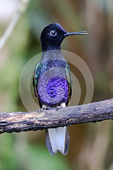 Velvet-purple coronet hummingbird in the rain forest of Ecuador