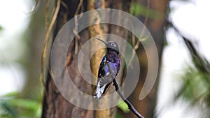 Velvet Purple Coronet hummingbird on a twig