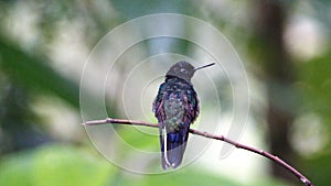 Velvet Purple Coronet hummingbird on a twig