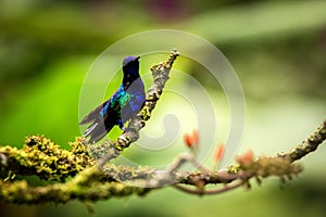 Velvet-purple coronet sitting on branch, hummingbird from tropical forest,Peru,bird perching,tiny beautiful bird resting on flower