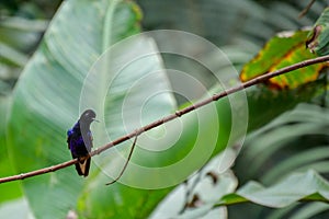 Velvet-purple coronet sitting on a twig. Background blurred or out of focus. Location: Mindo Lindo, Ecuador