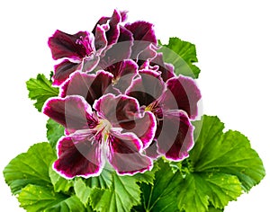 Velvet purple geranium flower with green leaves is isolated on w