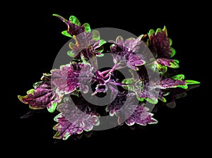 Velvet purple and green nettle leaf, isolated over black