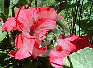 Velvet Red Petunia Ã— Atkinsiana