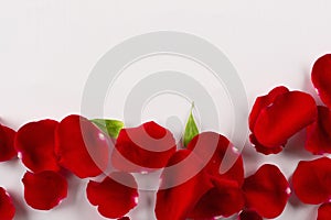 Velvet red rose petals border on white background.Top view.