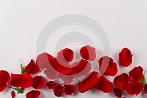 Velvet red rose petals border on white background.Top view.