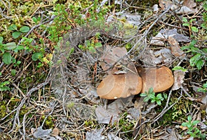 Velvet roll-rim, Tapinella atrotomentosa growing in coniferous environment