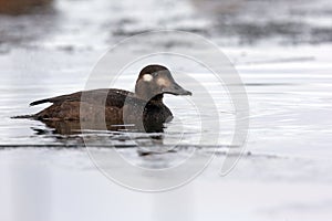 Velvet scoter, Melanitta fusca