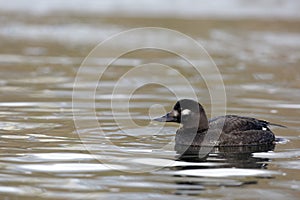 Velvet scoter, Melanitta fusca