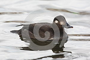 Velvet scoter, Melanitta fusca