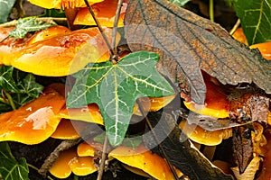 Velvet Shank Fungus - Flammulina Velutipes In Late Winter