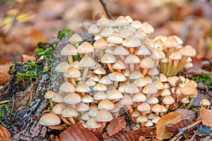 Velvet shank mushroom, Flammulina velutipes, colony on a log with moss