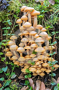Velvet shank mushroom, Flammulina velutipes, a colony on a log with moss