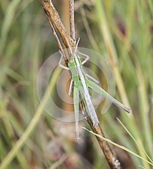 Velvet-striped Eritettix simplex Grasshopper Perched on a Twig in Eastern Colorado