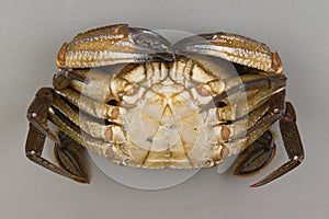 Velvet swimming crab