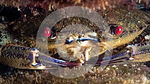 Velvet swimming crab, Necora puber