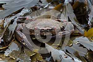 Velvet Swimming Crab, Necora puber