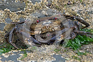 Velvet Swimming Crab (Necora Puber)