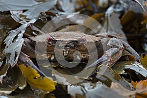 Velvet Swimming Crab, Necora puber photo