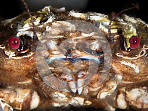 Velvet swimming crab, Necora puber