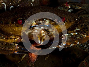 Velvet swimming crab, Necora puber