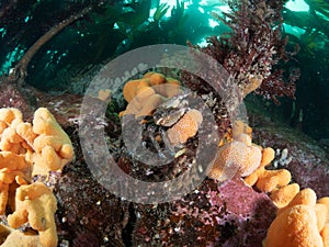 Velvet swimming crab, Necora puber. Farne Islands, East coast, England