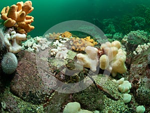 Velvet swimming crab, Necora puber. Farne Islands, East coast, England