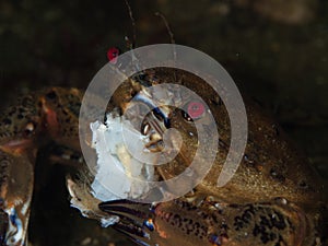 Velvet swimming crab, Necora puber..Loch Long. Diving, Scotland